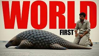 Woow: WORLD'S FIRST Indian Pangolin RESCUE Caught On Camera!