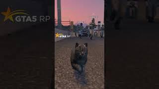 ПРЕВРАТИЛСЯ В КОТА И ПРОНИК НА ВОЕННУЮ БАЗУ В GTA 5 RP #shorts