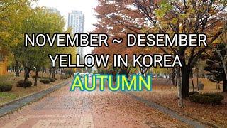 KEINDAHAN MUSIM GUGUR DIKOREA || YELLOW IN KOREA