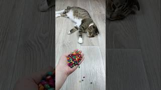 Funny Cat Barsik Beads  Reverse Video #cat #asatisfyingvideofamily