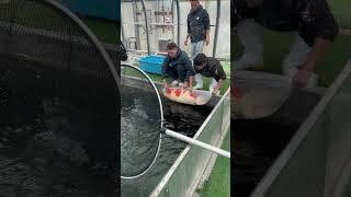let's go boy #aquascape #koi #fishcare #fishing #fishkeeping #koicare