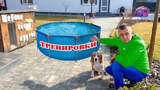 ШЕРЛОК И ТРЕНИРОВКИ НА УЛИЦЕ. СОБАКЕ НУЖНО ХУДЕТЬ. БРОС ШОУ ПЕТ