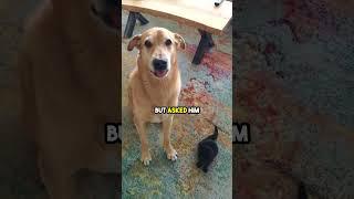 This Dog was Asked to Pet the New Cat 