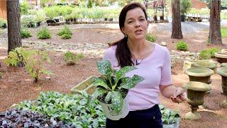 Gorgeous Plants for Your Shade Garden | Gardening with Creekside