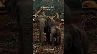 From Destruction to Renewal When bulldozers threatened the sacred wild spaces near HCU, the earth
