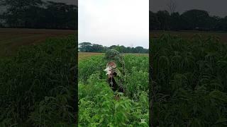 How to catch a golden buck# #India#Indonesia#United# #South#Korea#Vietnam#Spain#Brazil#Iran#