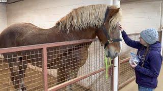 Korbin's gelding surgery update - rescued Belgian Draft horse, how he is doing after his surgery.