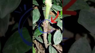 Another Successful Mango Grafting with V-Cut Technique!  #shorts