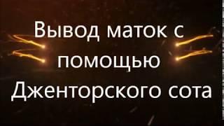 ▶️Вывод маток‍С помощью Джентерского сота или системы Никот. Вывод пчелиных маток ‍