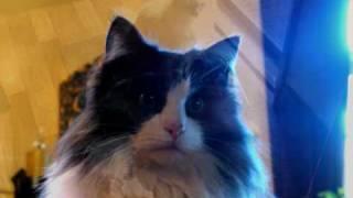 Loreena McKennitt - Video of our lovely cats Cody & Indy