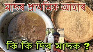 মাছৰ প্ৰাথমিক আৰু মূল আহাৰ ? Primary feed for fish/Best fish feed