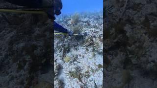 Cleaning up the reef! #lionfish #diving #lobstering