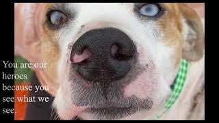 Please See Me - Stray Rescue of St.Louis