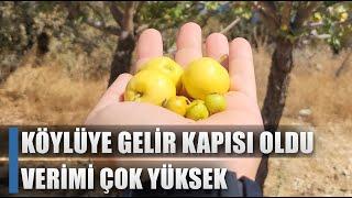 5 Yıl Önce Aşıladı İlk Hasadı Aldı! Kilosu 250 Lira Verimi Çok Yüksek / AGRO TV HABER