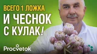 ГЛАВНАЯ ПОДКОРМКА ЧЕСНОКА И ЛУКА В ИЮНЕ: головки увеличатся вдвое, хорошо хранятся и не гниют