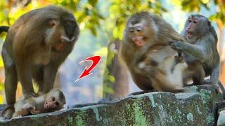 OMG! Why when Monkey Unita frightens Monkey Rose, she becomes enraged and b.ites her baby Robin