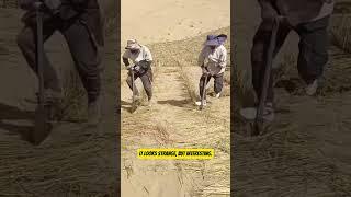 What are they planting? #planting #farming #trending #short