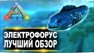 Электрофорус (Electrophorus) в АРК. Лучший обзор: приручение и способности в ark.