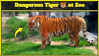 Showing a Dangerous Tiger   at Zoo | By Habeebi Official Tv