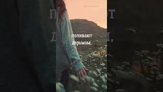 Если вас поливают дерьмом | Цитаты