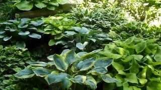 Hosta Garden Tour 2015- John & Carol