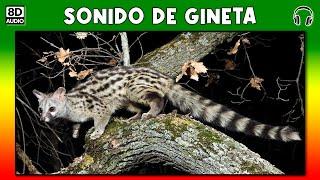 Genet sound - meow - screams