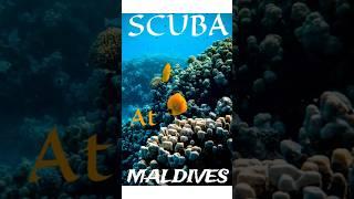 Scuba Diving #shorts #shortvideo #short #youtubeshorts #shortsfeed  