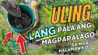 NAPAKA BISA PALA NG ULING NA PAMPAKAPAL NG MGA HALAMAN! PAANO?!