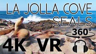 Beach Seals and Sea Lions - VR 360 - 5K Video - Surround Sounds
