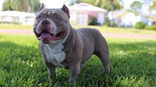 Venom The $500,000 American Bully