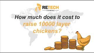 How much does it cost to raise 10000 layer chicken? - RETECH Farming chicken cage