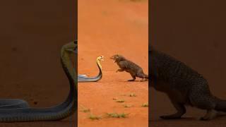 Mongoose vs Cobra | #shorts