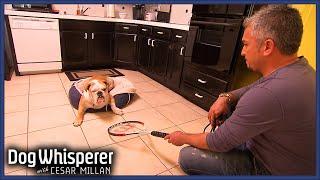 Anxious Bulldog's Aggression Is Out-Of-Control | Dog Whisperer With Cesar Millan