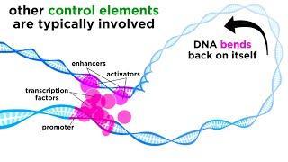 Regulation of Gene Expression: Operons, Epigenetics, and Transcription Factors