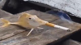 YOU LAUGH YOU SMOKE