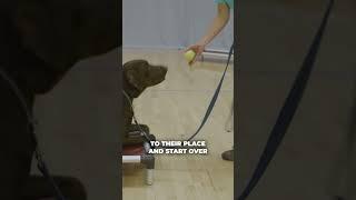 Reinforcing the Place Command: Step By Step For Pet Parents (2/3) #dog #dogtraining #dogtips