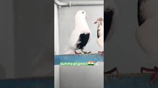 VIRAL #shorts #viralvideo #trending #subscribe #viralvideo @sunny.pigeon ️