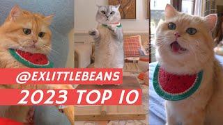 2023 TOP10 #exlittlebeans #funnycats #funnyvideo