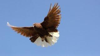 Polish Orliks High Flying Pigeons