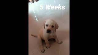 My Puppy's Transformation... Ft. Labrador Retriever | Sheru The Labrador #shorts #adorable