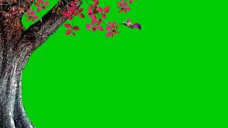 Tree Green Screen Background | Flying Hummingbird  Green Screen Video | Green Screen Background