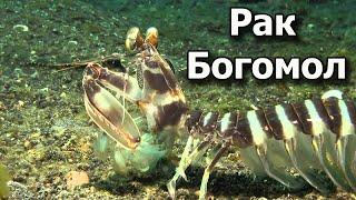 Ловлю чудовищных раков руками! Хороший улов раков богомолов.