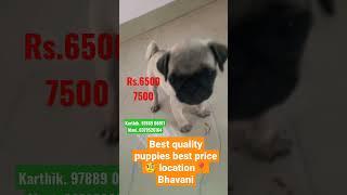 olagadam pets Mani