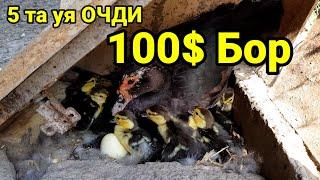 Индоутка бизнесимдан яна 100$ фойда бор