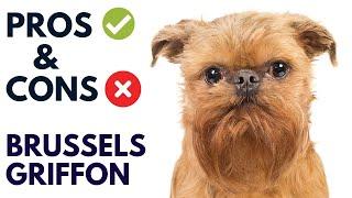 Brussels Griffon Dog Breed Pros and Cons | Brussels Griffon Advantages and Disadvantages