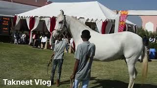 Ransi Marwari Horse Show 2023