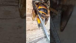 Stinger of the Giant Hornet  #gianthornet