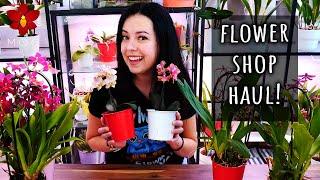 Fragrant Phalaenopsis Orchids at the Flower Shop!  Mini Orchid Haul