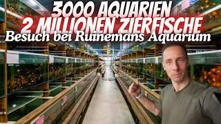 2 Millionen Fische! Besuch bei Zierfischgroßhandel Ruinemans Aquarium