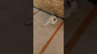 dog 